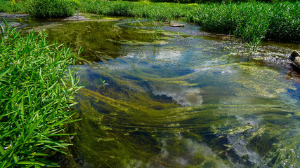 river in the forest