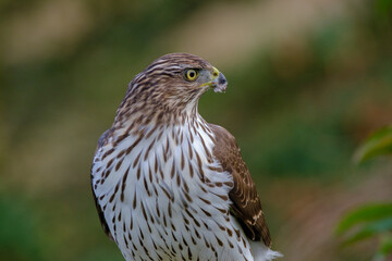 Hawk feeding on mourning dove prey. Cooper’s hawk juvenile.