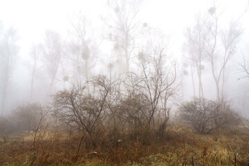 Fototapeta na wymiar 早春の朝霧に霞むシラカバ林とヤドリギ