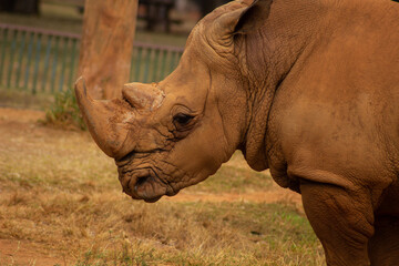 Fototapeta premium White rhinoceros 