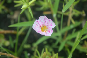 Fototapeta premium photos of flowers in the garden