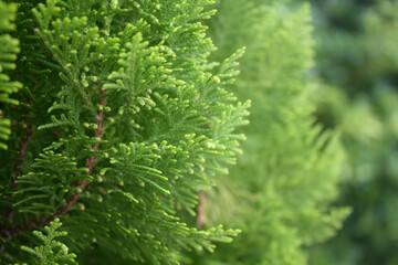 A photo of Pine Hang Sing