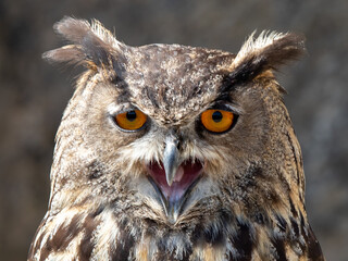 Hibou grand duc aux yeux orange criant le bec ouver