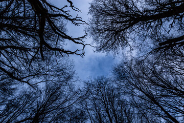 trees and sky