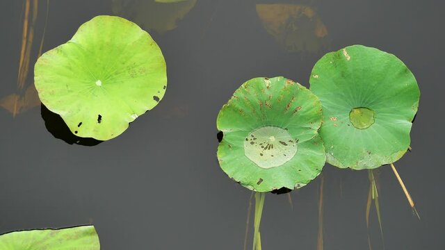 Bean of India or Sacred Lotus leaf tree plant on surface of the calm gray water, Transparent water drop on green leaves, Tropical water plants in Asia