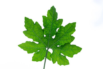 bitter gourd green leaves isolated on white background.