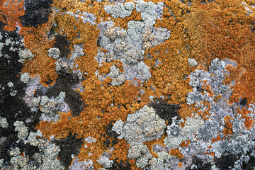 Natural environment, textured stone with bright yellow moss and lichen, close up background in nature.