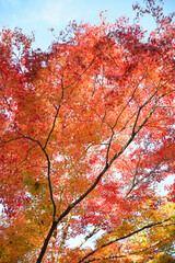 紅葉のカーテン　葉模様