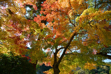 森の紅葉