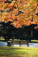 秋の京都御苑　京都市上京区