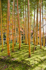 松花堂庭園　竹林　京都府八幡市