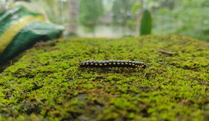 The black and yellow flat millipede