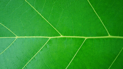 Natural green leaf texture for backgrounds or other illustrations.