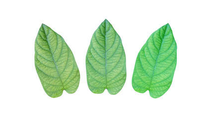 Three leaves isolated on a white background For design work or other illustrations (With Clipping Path)
