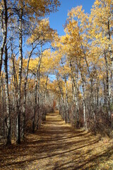 Fall Landscape, William Hawrelak Park, Edmonton, Alberta