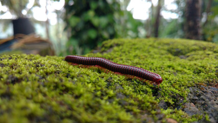 A millipede moving on green grass