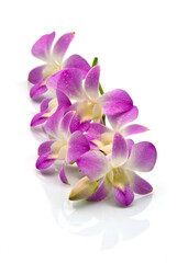 The purple orchid is a plant of the monocot family. on a white background