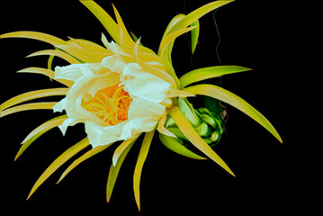 The dragon fruit flower blooms day and night. The dragon fruit flower is the ultimate flower.