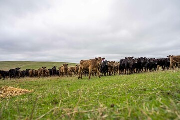 Stud Angus, wagyu, Murray grey, Dairy and beef Cows and Bulls grazing on grass and pasture in a...