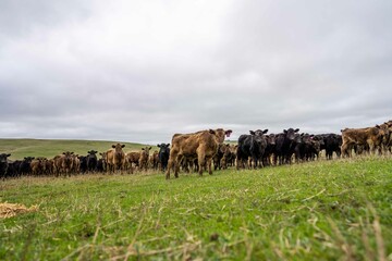Stud Angus, wagyu, Murray grey, Dairy and beef Cows and Bulls grazing on grass and pasture in a...