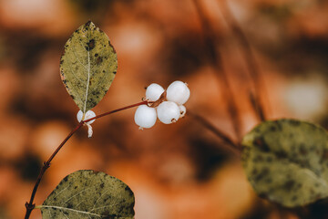 Symphoricarpos albus (Common Snowberry) plant with white berries. Selective focus. Shallow depth of field.
