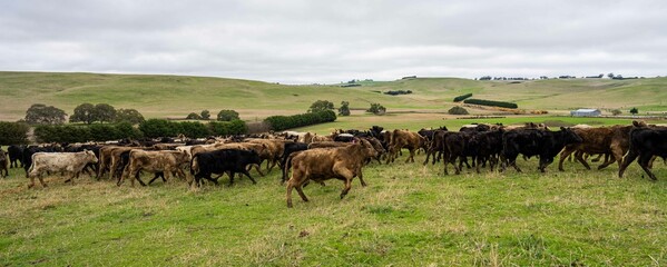 Stud Angus, wagyu, Murray grey, Dairy and beef Cows and Bulls grazing on grass and pasture in a...