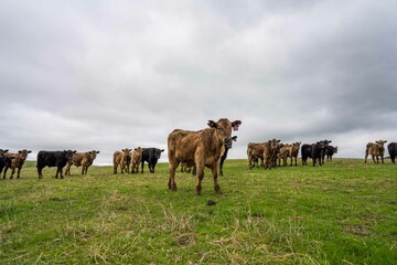 Stud Angus, wagyu, Murray grey, Dairy and beef Cows and Bulls grazing on grass and pasture in a...