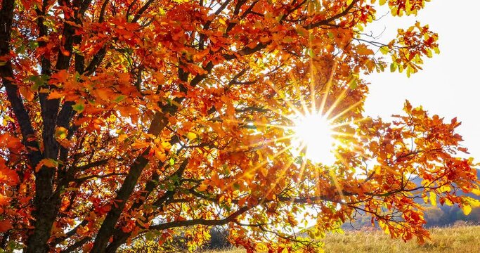 Autumn.Autumn trees and leaves swing with the wind.The sun's rays are shining among the branches.