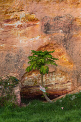 インド　ケララ州にあるバルカラビーチの崖の下に生えた木