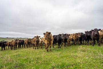 Stud Angus, wagyu, Murray grey, Dairy and beef Cows and Bulls grazing on grass and pasture in a...