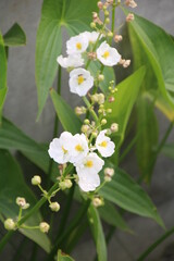 Naklejka premium White Flowers, U Of A Botanic Gardens, Devon, Alberta