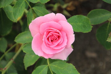 pink rose, U Of A Botanic Gardens, Devon, Alberta