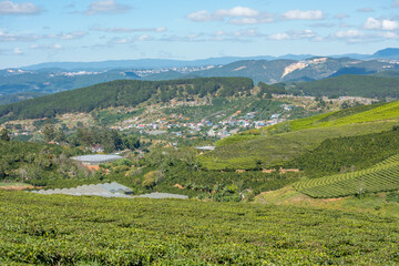 Afternoon on Cau Dat tea hill
