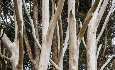 Dried Gum Tree Texture