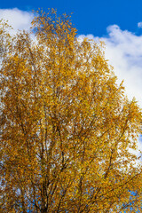 Bright yellow leaves on birch branches against a blue sky with white clouds