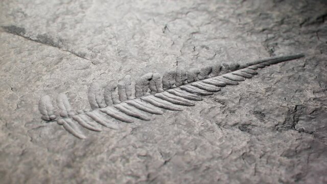Footage showing remarkably complete fossil. Fossilized fern leaf. Palaeontology.