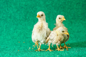 The yellow serama chicks on a artificial grass background.
