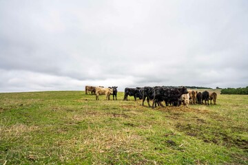 Stud Angus, wagyu, Murray grey, Dairy and beef Cows and Bulls grazing on grass and pasture in a...