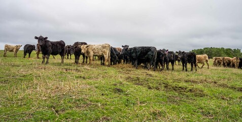 Stud Angus, wagyu, Murray grey, Dairy and beef Cows and Bulls grazing on grass and pasture in a...