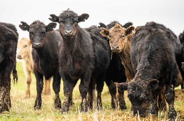 Stud Angus, wagyu, Murray grey, Dairy and beef Cows and Bulls grazing on grass and pasture in a...