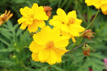 yellow starburst flowers on a green background