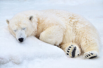 A polar bear sleeps in the snow