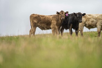 Stud Angus, wagyu, Murray grey, Dairy and beef Cows and Bulls grazing on grass and pasture in a...