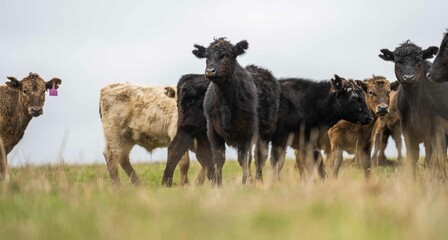 Stud Angus, wagyu, Murray grey, Dairy and beef Cows and Bulls grazing on grass and pasture in a...
