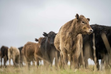 Stud Angus, wagyu, Murray grey, Dairy and beef Cows and Bulls grazing on grass and pasture in a...