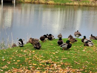 ducks on the lake