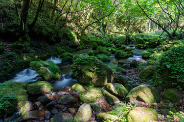 waterfall in the forest