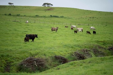 Stud Angus, wagyu, Murray grey, Dairy and beef Cows and Bulls grazing on grass and pasture in a...