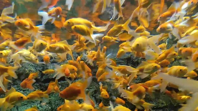 Group of gold fish swimming in the aquarium.