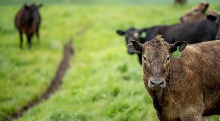 Stud Angus, wagyu, Murray grey, Dairy and beef Cows and Bulls grazing on grass and pasture in a...